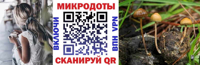 Псилоцибиновые грибы Psilocybe  закладки  Кондопога 