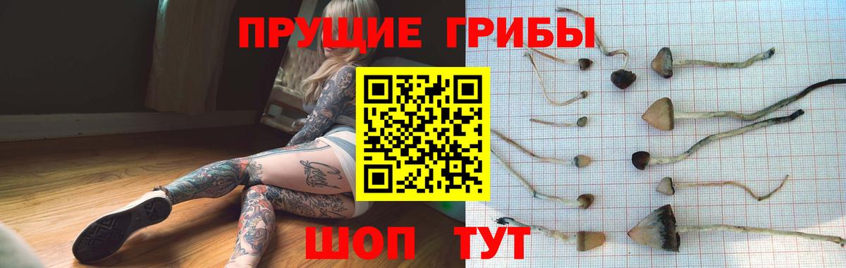 Кондопога  Псилоцибиновые грибы Psilocybine cubensis  Вход с VPN 